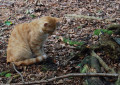 Katze spielt im Wald