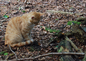 Katze spielt im Wald