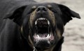 ein sehr aggressiver Hund fletscht die zähne