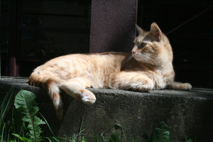 Katze sitzt gemütlich in der Sonne
