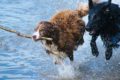 Zwei Hunde spielen im Wasser