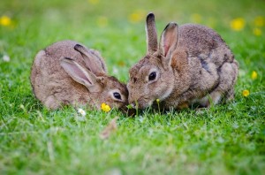 Kaninchen auf einer Wiese