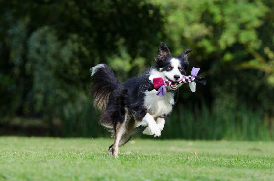 Bewegung und eine ausgewogene Ernährung helfen, Erkrankungen des Hundes vorzubeugen. Foto: /pixabay.com(CC0)