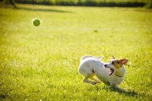 Bewegung und Nahrung sind das A und O für einen gesunden Hund. Foto: /pixabay.com (CC0)