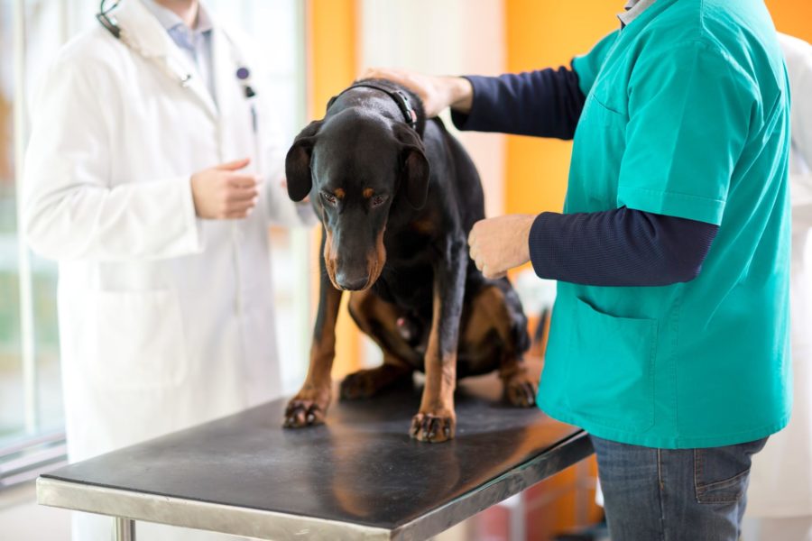 Dogge beim Tierarzt