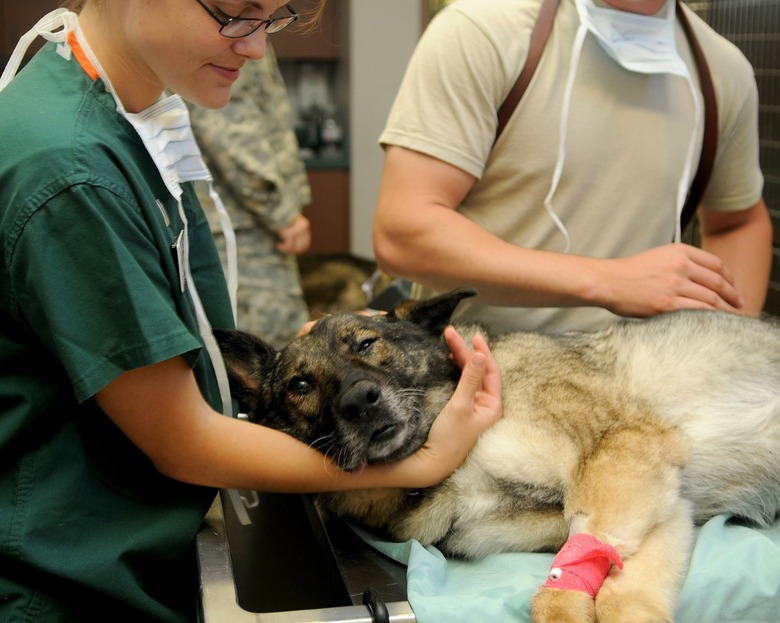 Hund in der Veterinämedizin