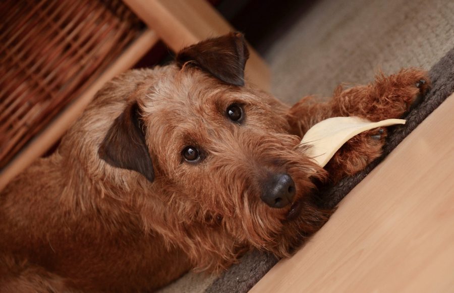 Medikamenteneinnahme beim Hund