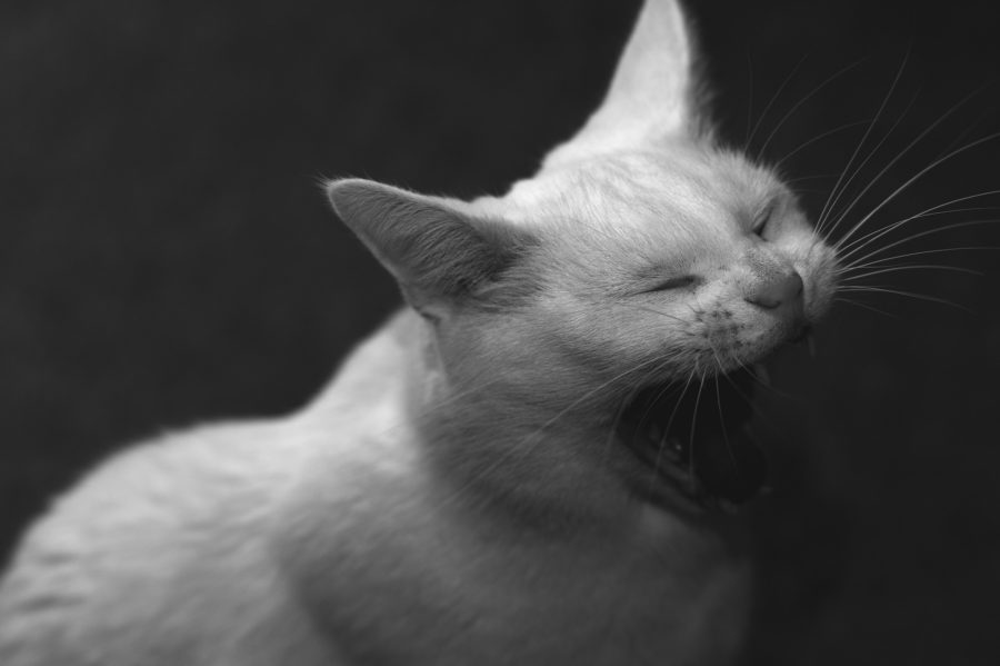 Wenn Katzen laut schreien ›