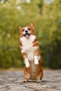 Corgi auf zwei Beinen