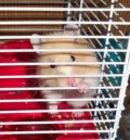 Hamster hält Käfiggitter