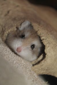 Süßer Hamster