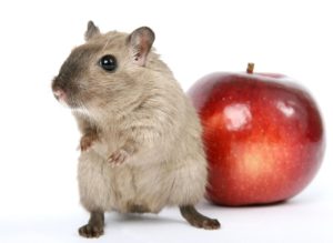 Hamster mit Apfel