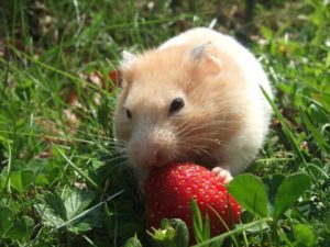 Teddy-Goldhamster frisst Erdbeere