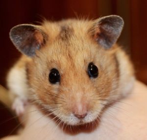 Hamster Frontalansicht