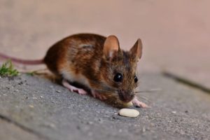 Mäuse richtig füttern