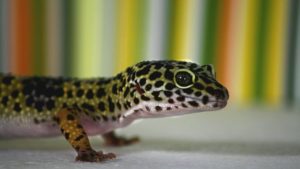 Leopard-Gecko-Reptil
