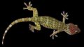 Grüner Gecko