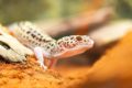 Gecko im Terrarium