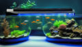 Aquarium mit UV-Entkeimer