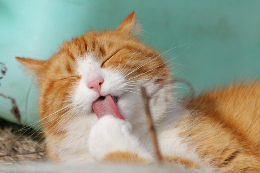 Katze putzt sich
