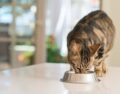 Katze frisst