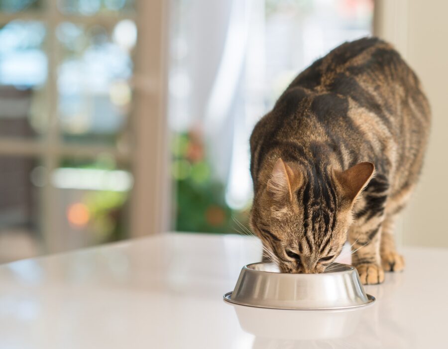 Katze frisst